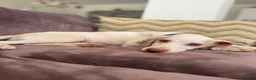 Mixed Breed dogs for adoption: Super Sweet Snowy - Advert 8