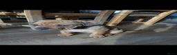 Rottweiler dogs for adoption: Bruce is a 5,5 month Rottweiler x staffi  - Advert 7