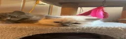 Ragdoll cats for sale: Ragdoll x British long hair - Advert 3