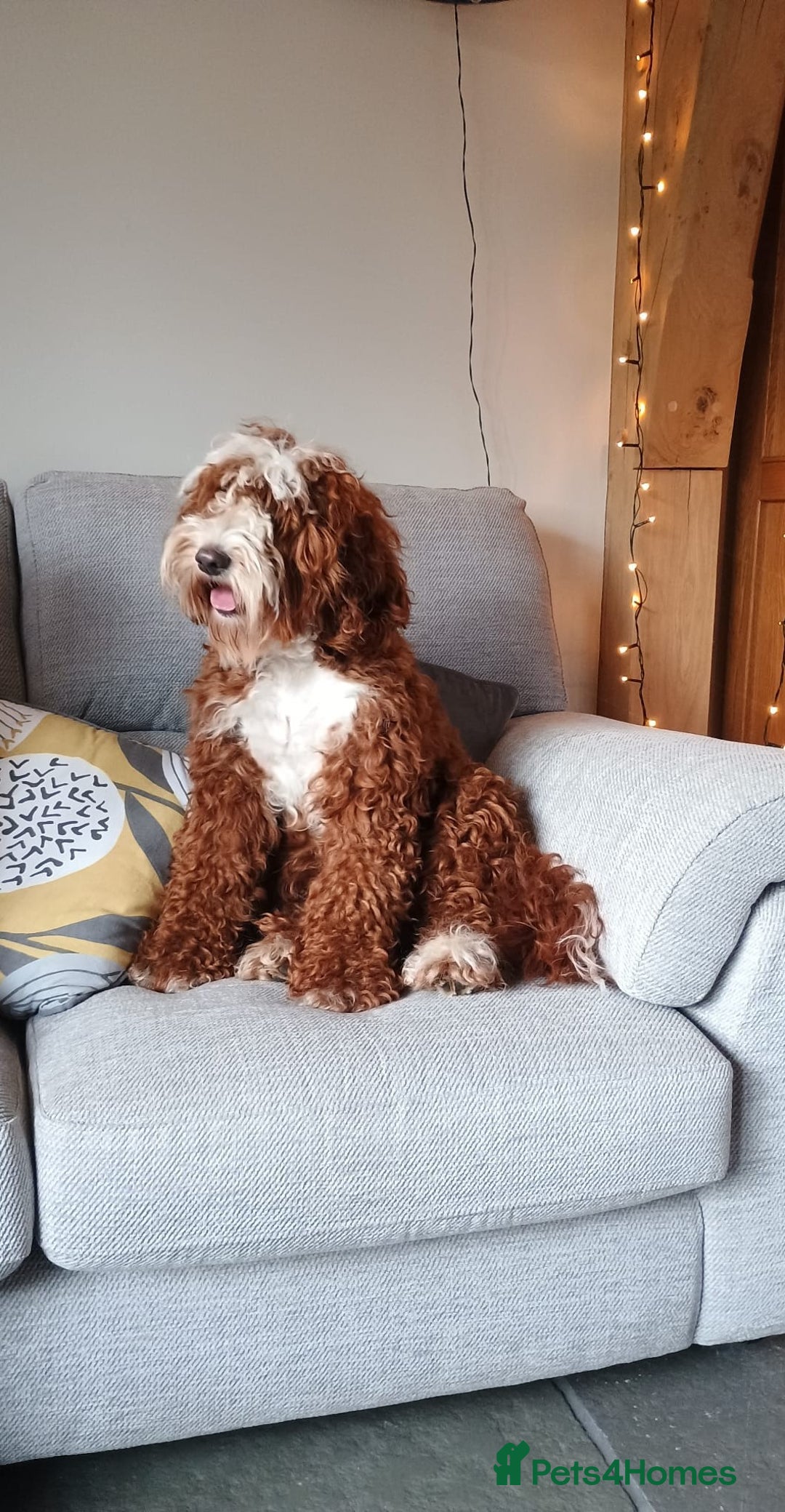 Mixed Breed dogs for sale: Australian doubledoodle puppies - Image 14