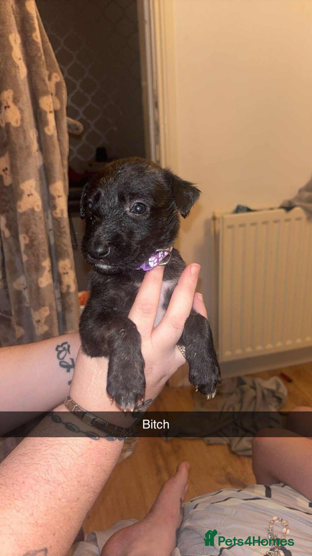 Lurcher dogs for sale: Lurcher puppies - Image 2