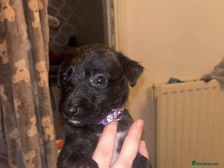Lurcher dogs Lurcher puppies - Advert 15