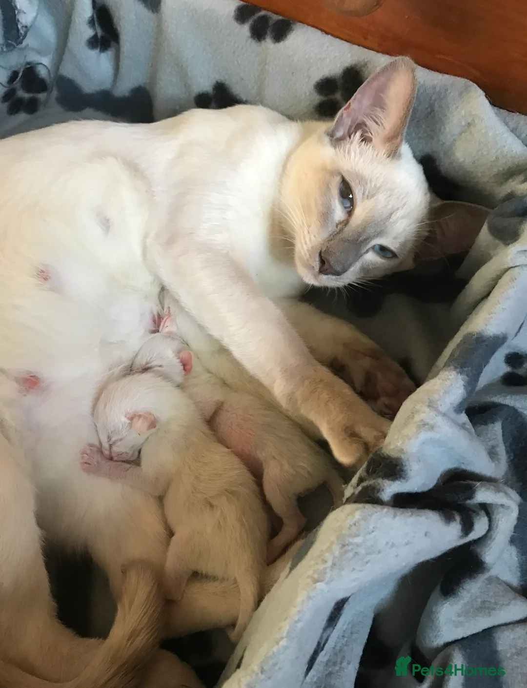 Siamese cats for sale: Siamese kittens - Advert 2