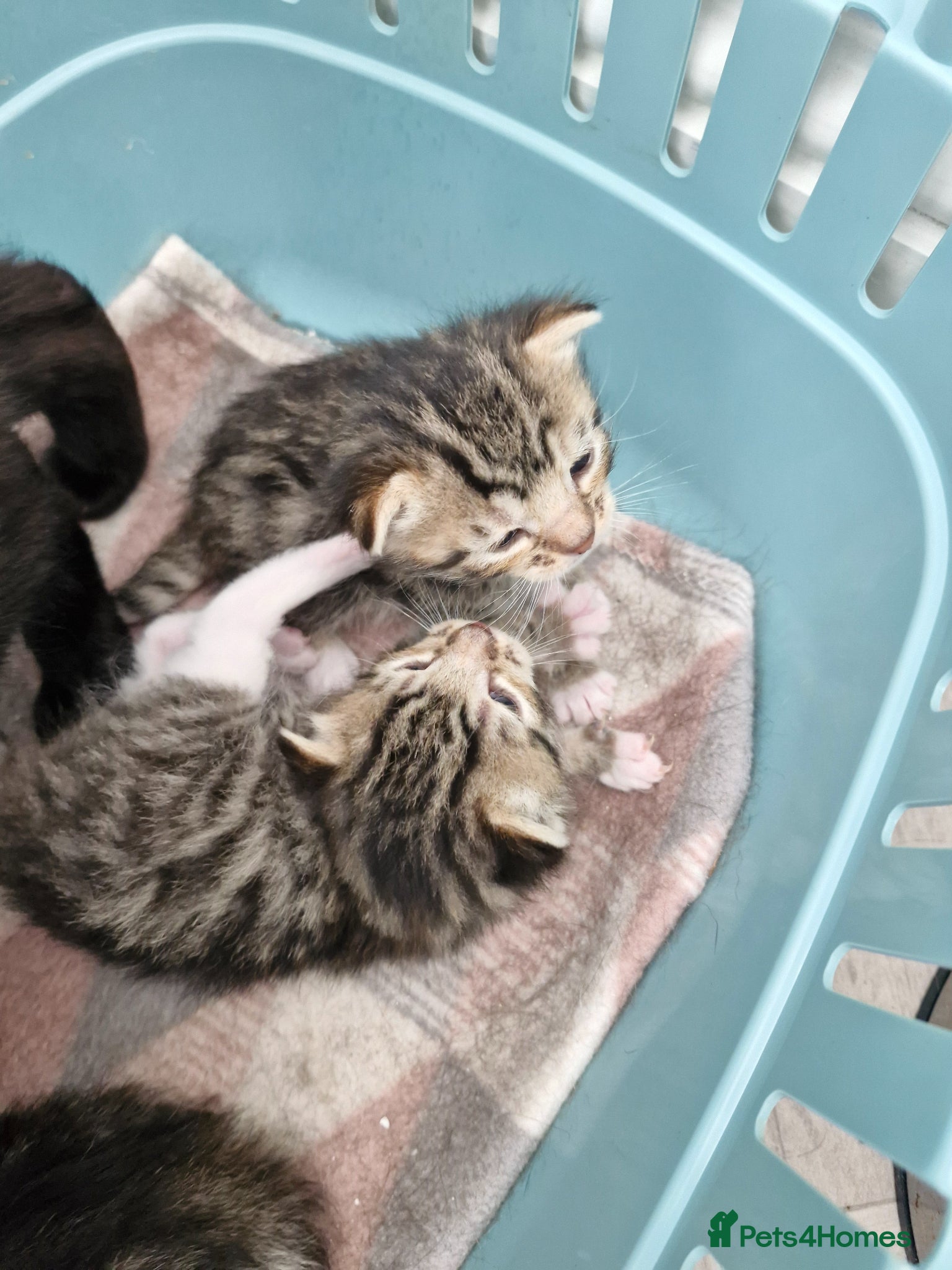 Bengal cats Bengal/Bsh cross Havana Brown kittens - Advert 1