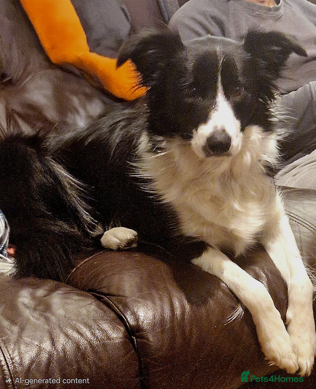 Border Collie dogs for sale: Border collie pups for sale  - Advert 5