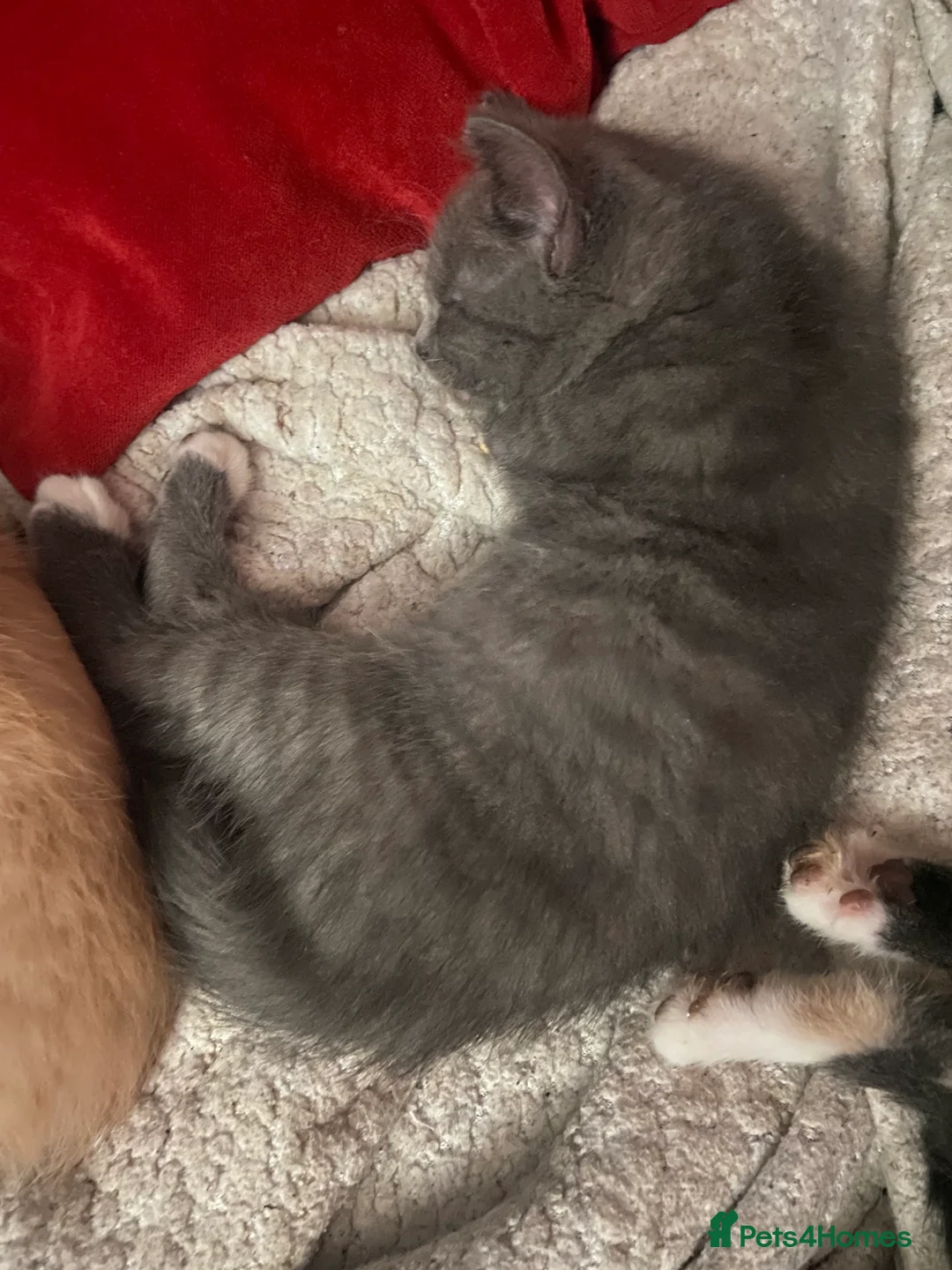 Mixed Breed cats for sale: ** One Sphynx Variant Kitten left ** - Advert 7