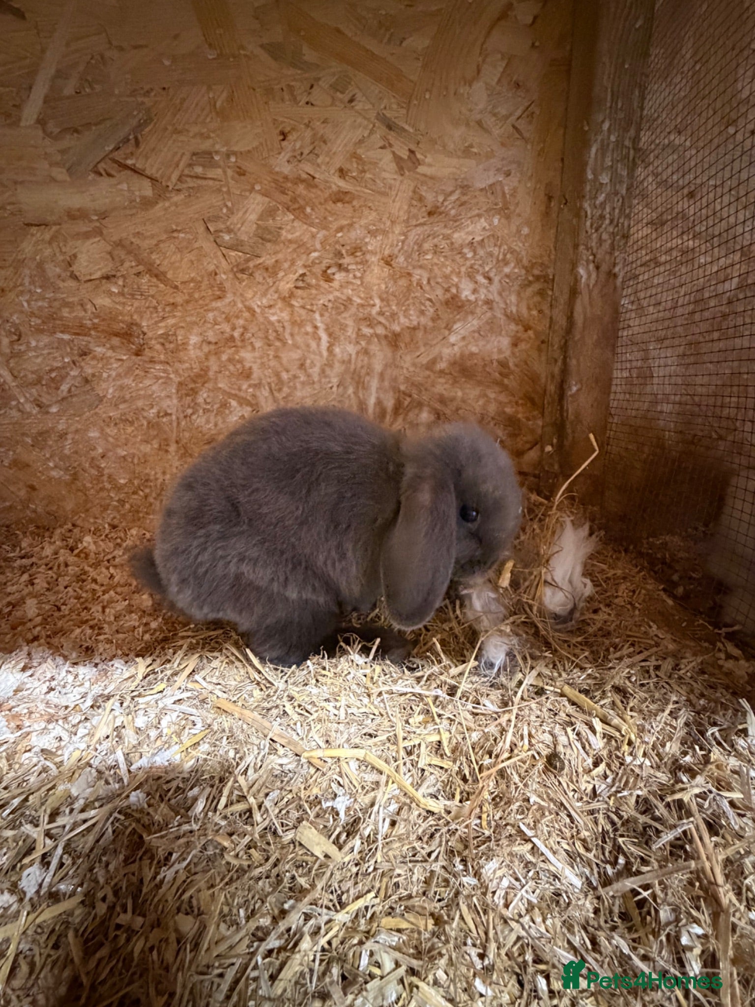Lionhead rabbits Mini lops. X2❤️x1💙nearly 8weeks old - Advert 2