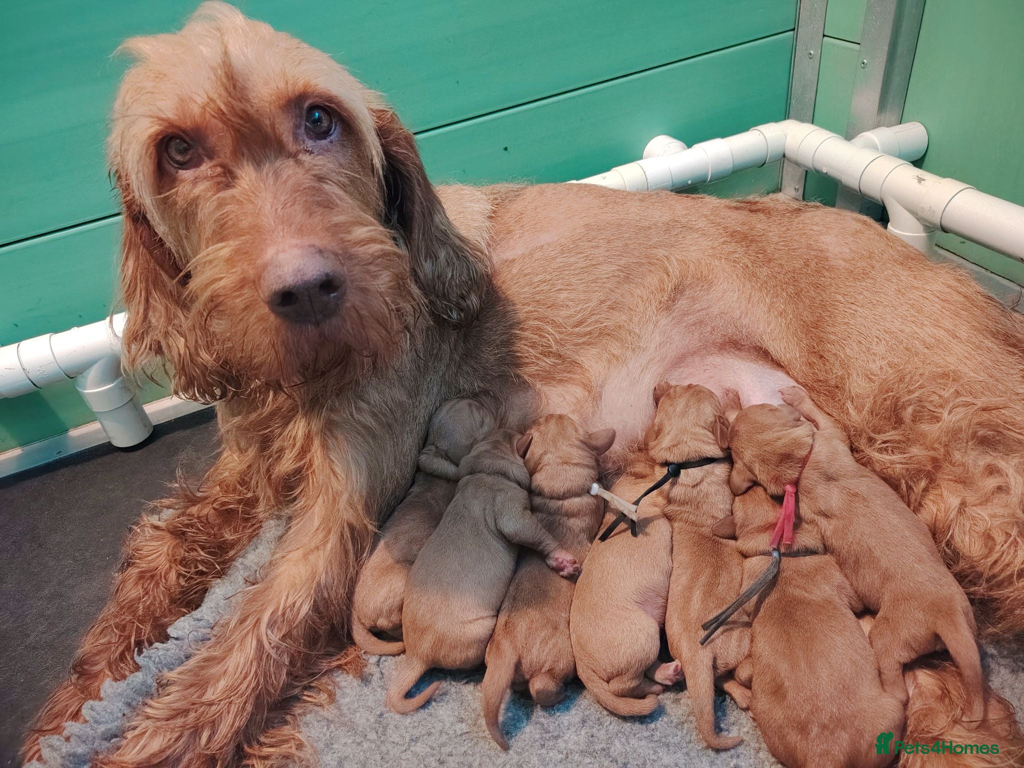 Hungarian Vizsla dogs Wirehaired vizslas  - Advert 5