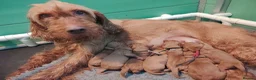 Hungarian Vizsla dogs for sale: Wirehaired vizslas  - Advert 1