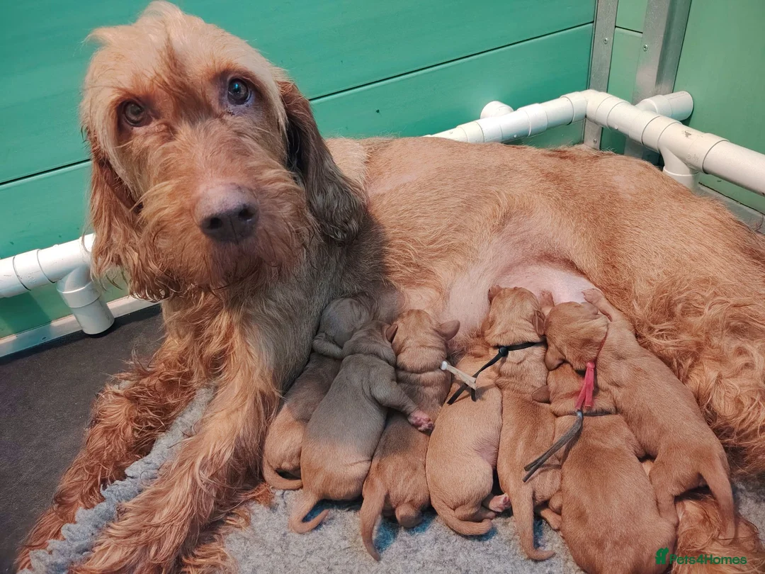 Hungarian Vizsla dogs for sale: Wirehaired vizslas  - Advert 1