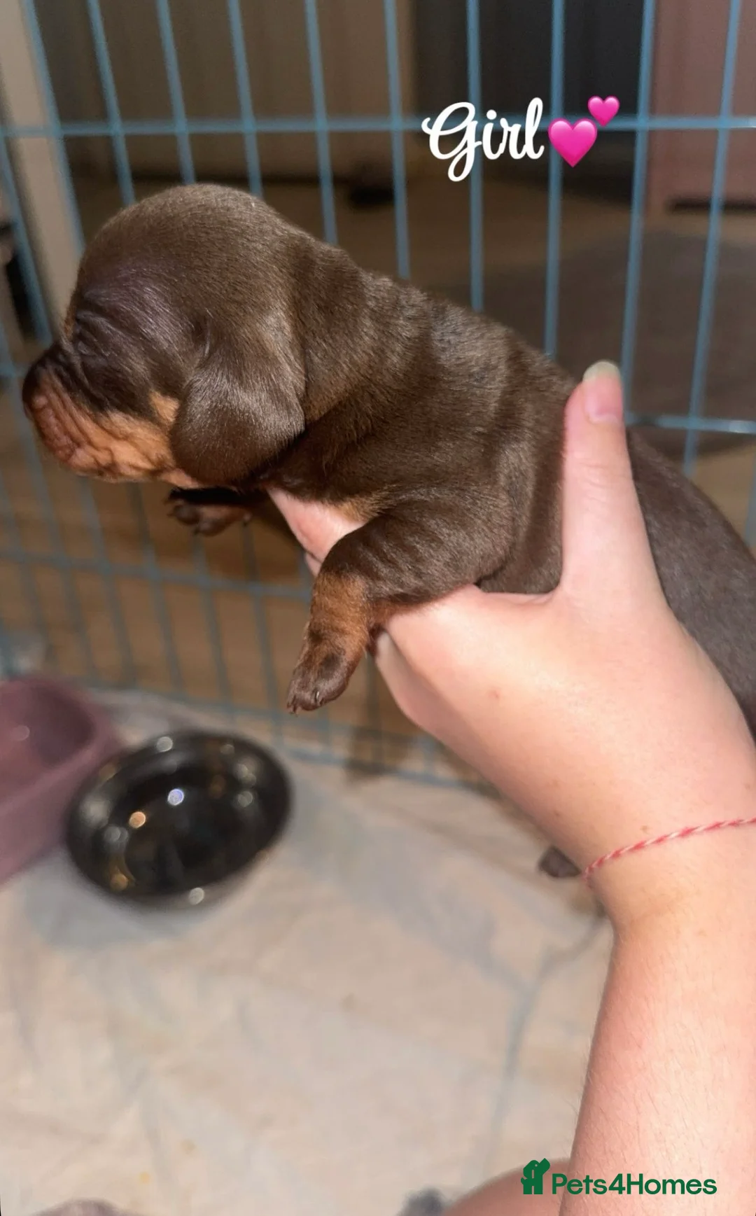 Dachshund dogs for sale: My beautiful Diora and her babies  - Advert 4