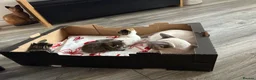Mixed Breed cats for sale: 3 Adorable Kittens - Advert 12