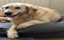 Golden Retriever dogs for sale: One in a million KC Golden Retriever H/Tested!!  - Image 8