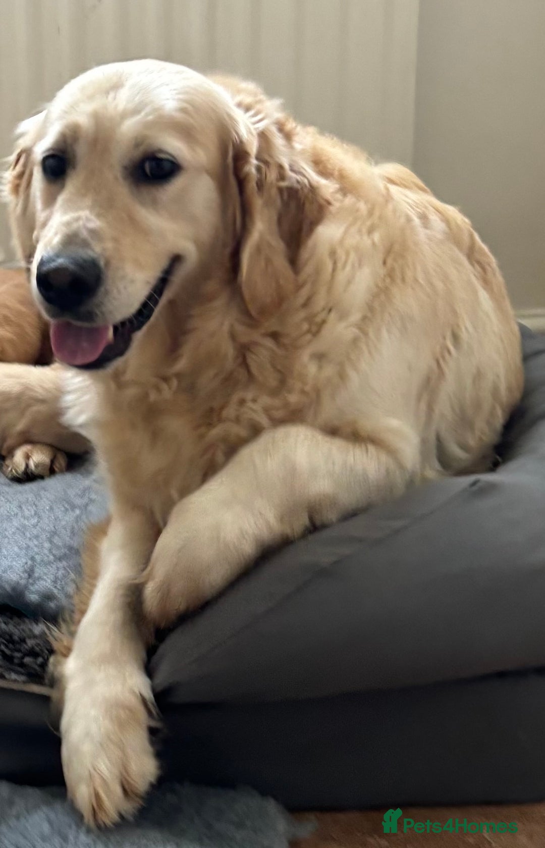 Golden Retriever dogs for sale: One in a million KC Golden Retriever H/Tested!!  - Image 8