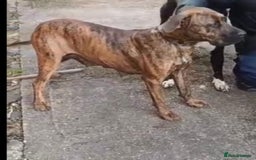 Mixed Breed dogs for sale: Presa canario x staffy - Image 4