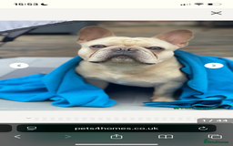 French Bulldog dogs for sale: Top Quality French Bulldog Puppies - Image 5