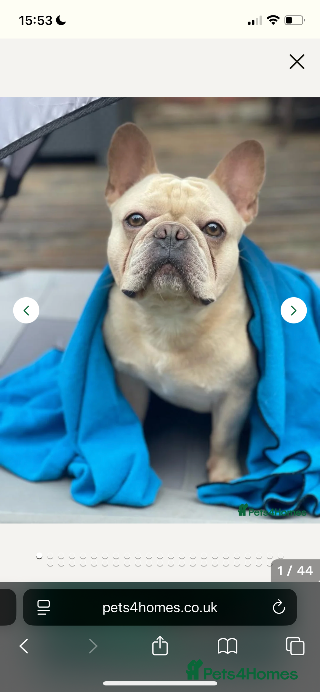 French Bulldog dogs for sale: Top Quality French Bulldog Puppies - Image 5