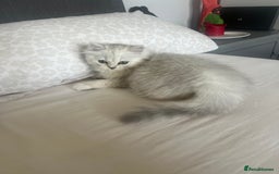 Persian cats for sale: Miss Kitty Persian cat - Image 3