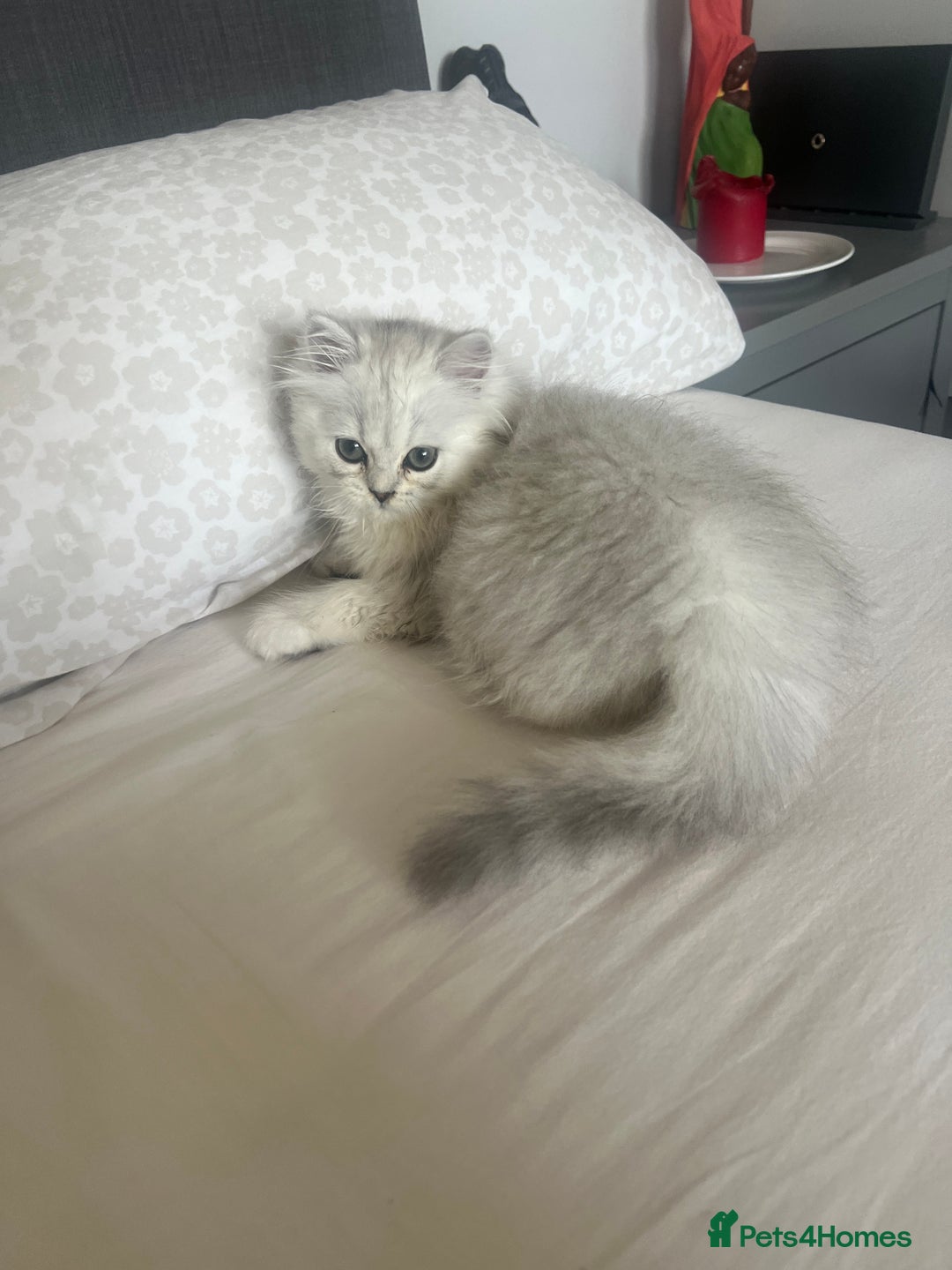Persian cats for sale: Miss Kitty Persian cat - Image 3