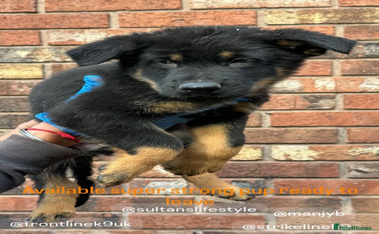 German Shepherd dogs - Advert 11