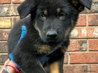 German Shepherd dogs German Shepherd's from DDR and Czech bloodlines. - Advert 9