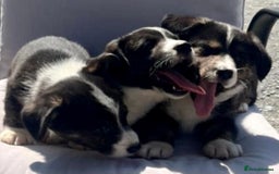 Welsh Corgi Cardigan dogs for sale: 🌟Beautiful Cardigan Corgi tri colour pups🌟 - Image 3