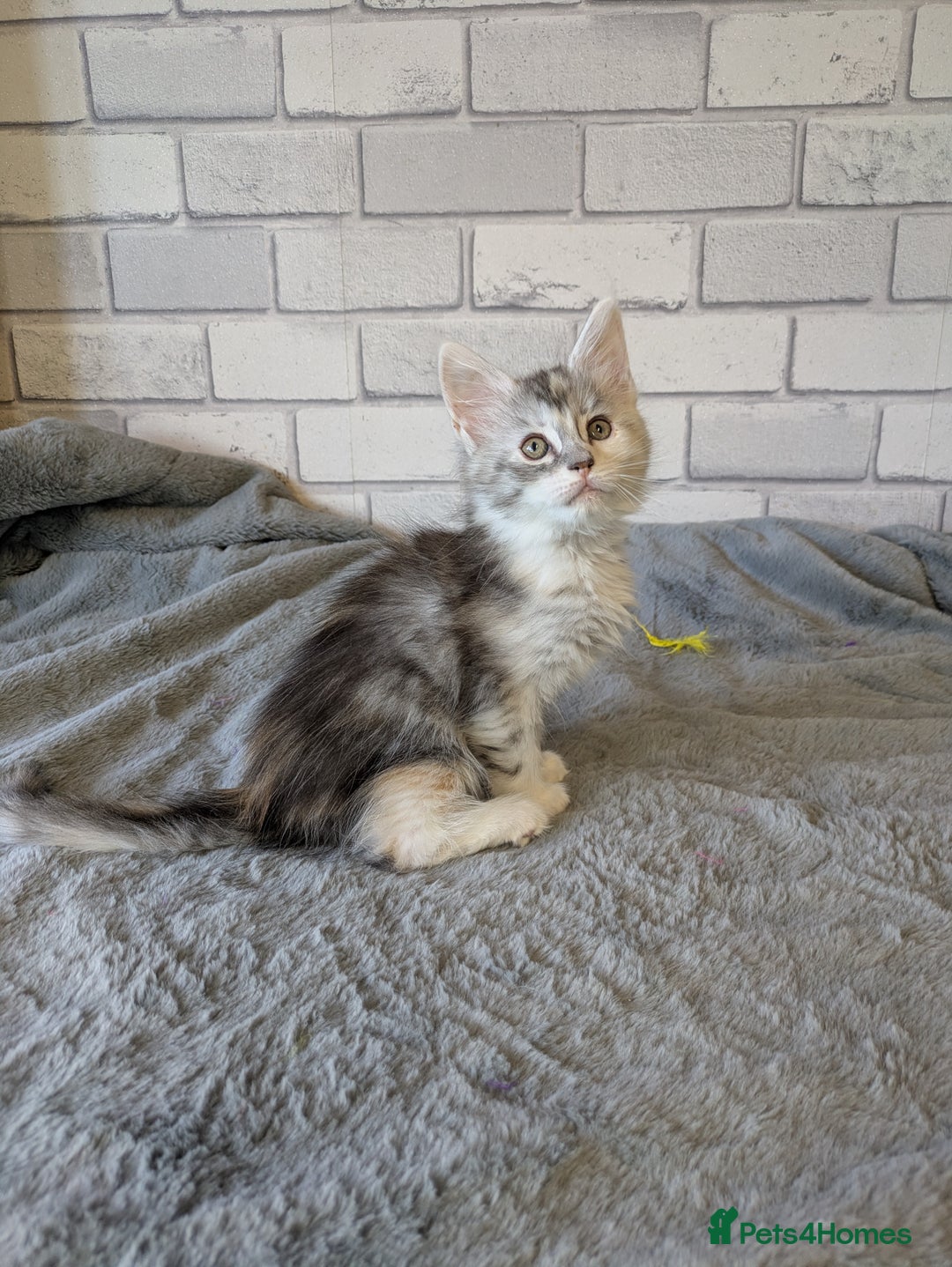 Maine Coon cats for sale: Full pedigree Maine coon kittens - Advert 5