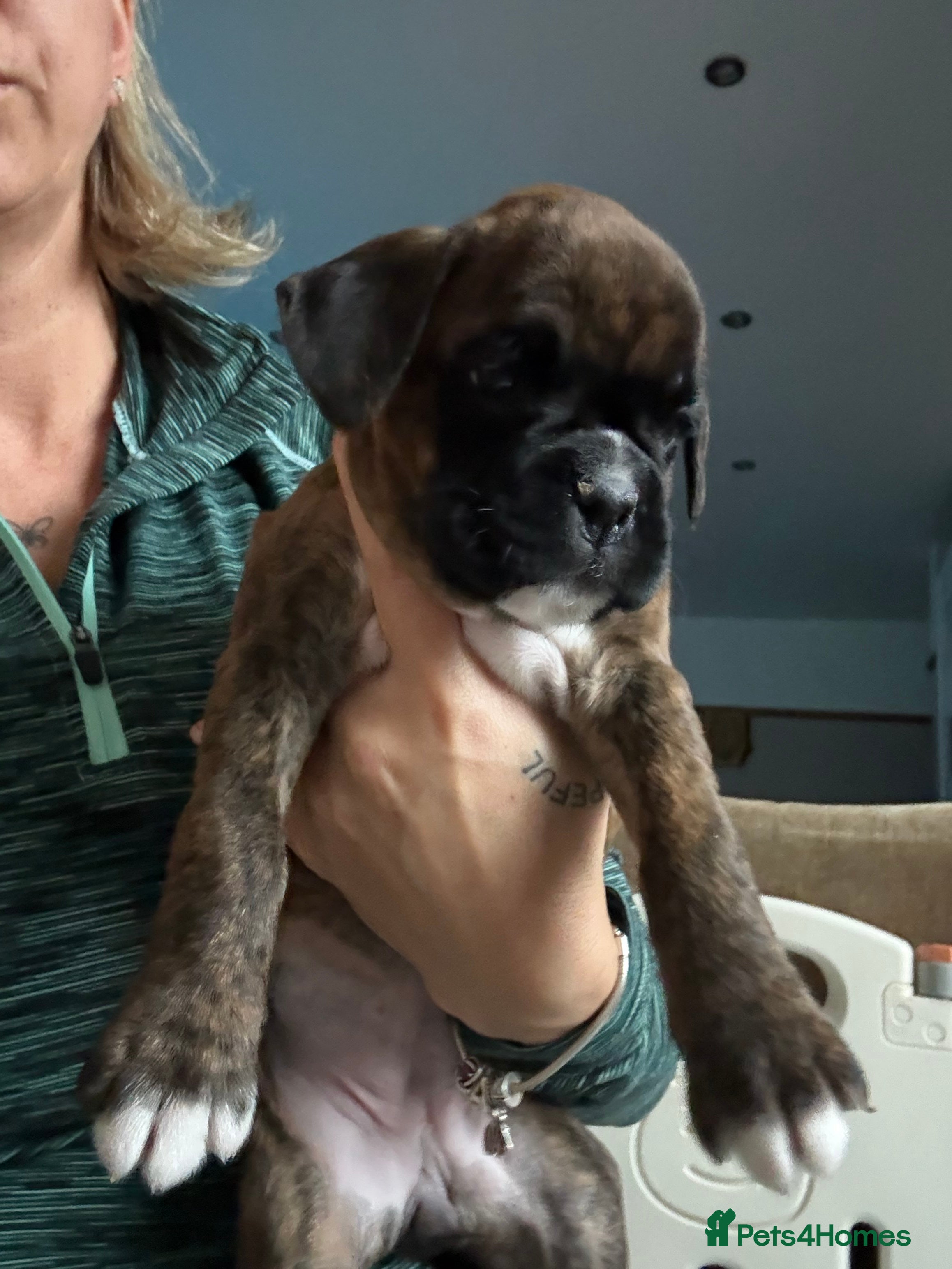 Boxer dogs READY NOW. LAST GIRL 🐶  - Advert 4