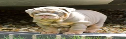 English Bulldog dogs for sale: EPIC BULLYZ PUPS in Halesowen - Advert 9