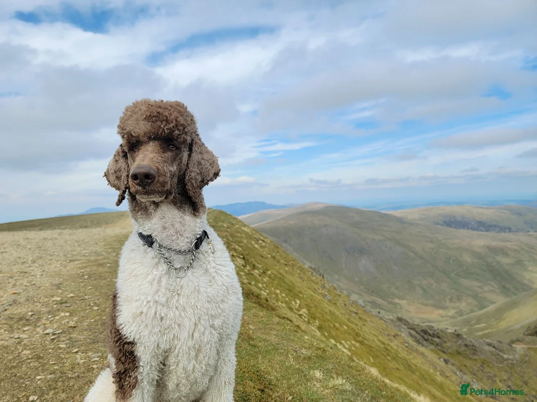 Standard Poodle dogs for stud: *Stud only - Standard poodle - Advert 5