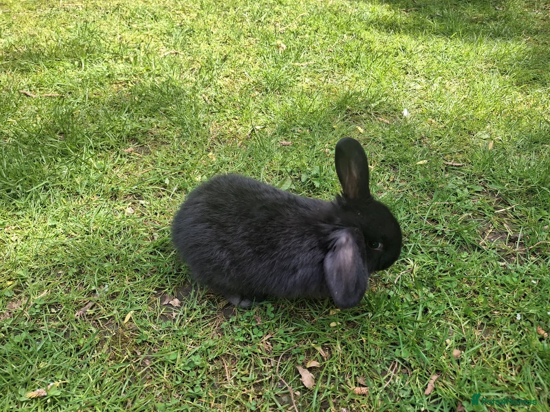 Dwarf Lop rabbits for sale: Dwarf Lop Baby Rabbits - Advert 2