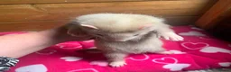 Ferret rodents for sale: Part Angora hob - Advert 4
