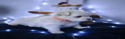 Maltese dogs for sale: 🐶4 Beautiful Maltese Puppies – 3 Boys & 1 Girl - Advert 15