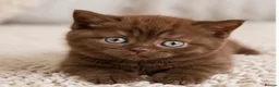 British Shorthair cats for sale: Last Boy British Shorthair chocolate 🤎✨ - Advert 8