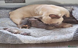 French Bulldog dogs for sale: Gorgeous french bulldogs - Image 7