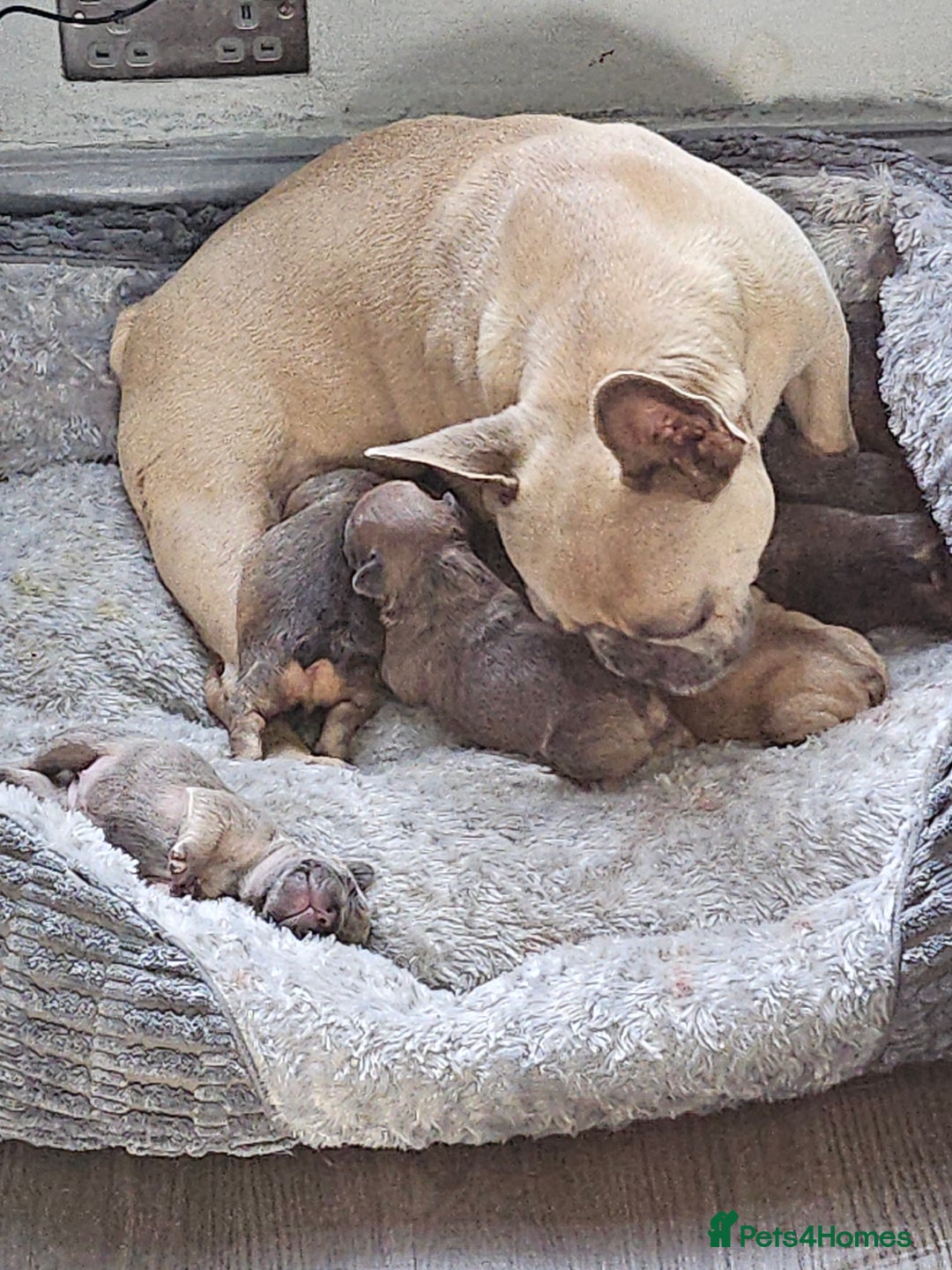 French Bulldog dogs for sale: Gorgeous french bulldogs - Image 7