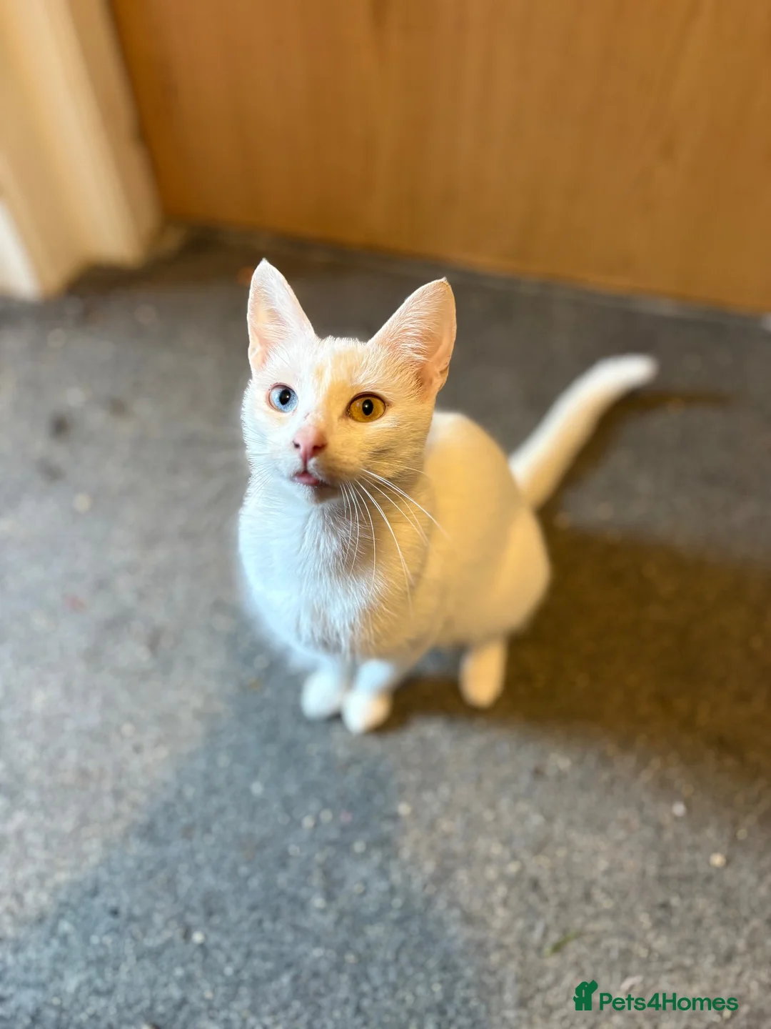 Mixed Breed cats for sale: 2 male kittens ready for their forever home - Advert 1