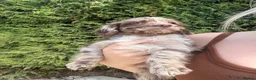 Sproodle dogs for sale: Three Beautiful Girls Remaining F1 Merle Sproodles - Advert 4