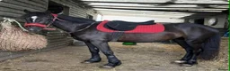 Welsh Section C horses for sale: Welsh Cob 13HH in Burry Port - Advert 5