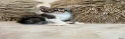 Mixed Breed cats for sale: Blue bengal kittens 🐈‍⬛🏠 - Advert 9
