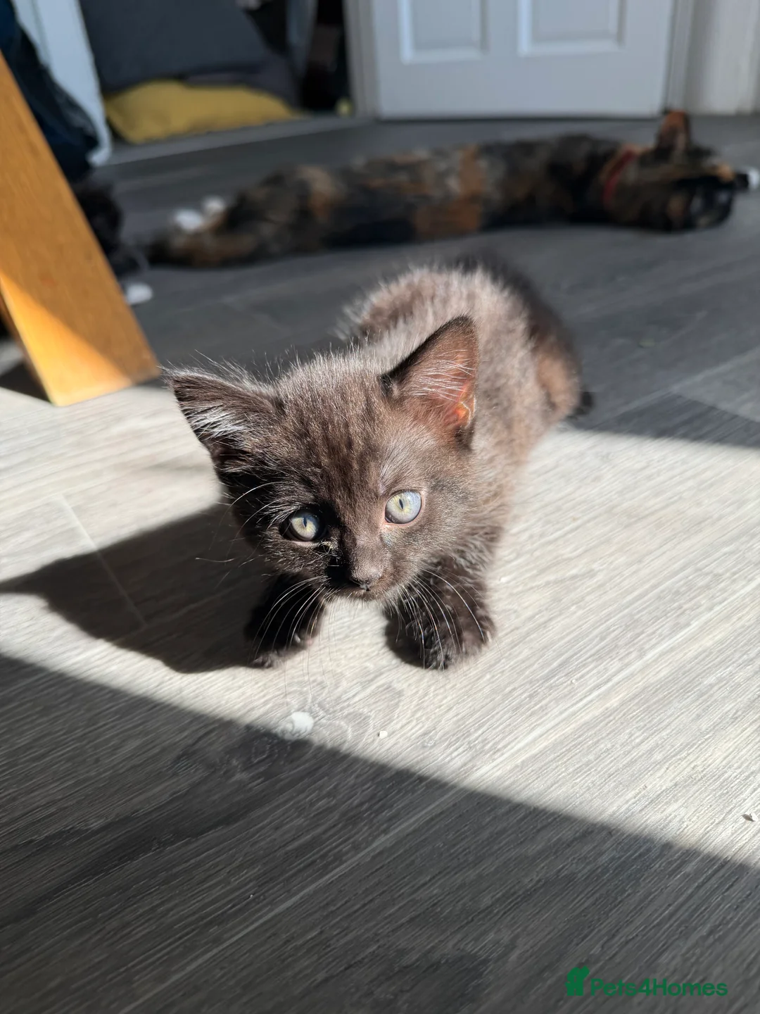 Mixed Breed cats for sale: Kittens  in Knaresborough - Advert 2