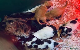 Cocker Spaniel dogs for sale: Sprocker Spaniel puppies  - Advert 1