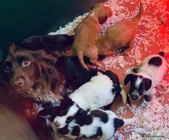Cocker Spaniel dogs Sprocker Spaniel puppies - Advert 1