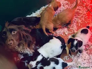 Cocker Spaniel dogs Sprocker Spaniel puppies - Advert 11