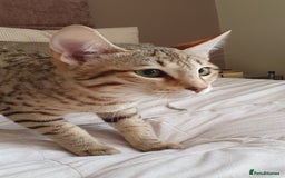Savannah cats for sale: Fabulous F5 SBT Savannah Kittens! REDUCED! - Image 19