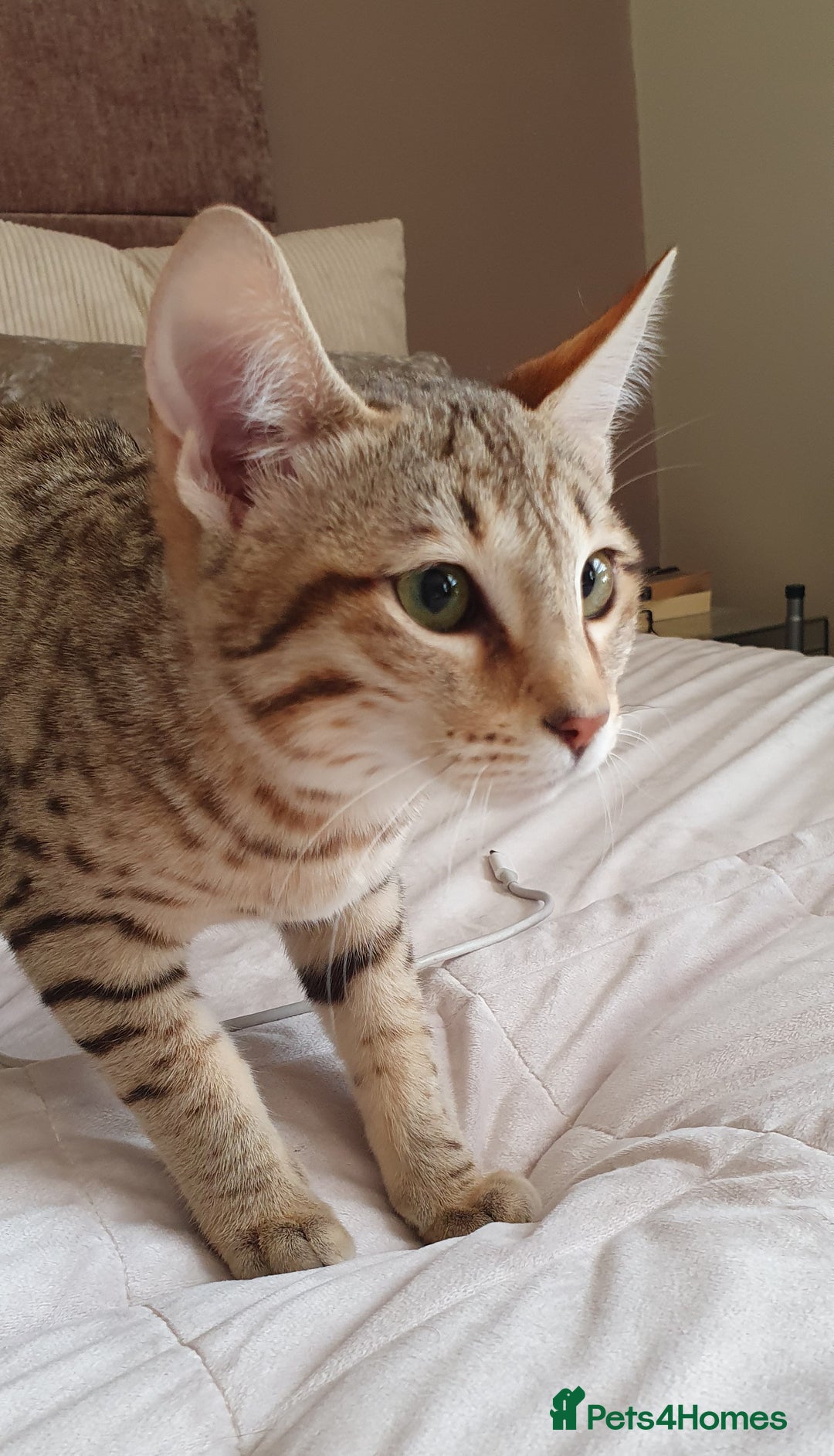 Savannah cats for sale: Fabulous F5 SBT Savannah Kittens! REDUCED! - Image 19