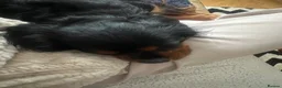 Cavalier King Charles Spaniel dogs for sale: 1-Year-Old Black & Tan Cavalier King Charles - Advert 8