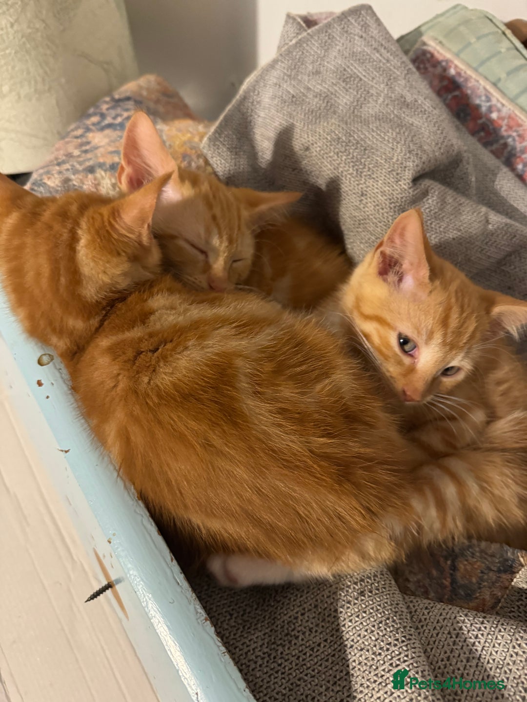 Mixed Breed cats for sale: 3 x Ginger Tabby Male Kittens  - Advert 4