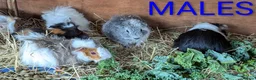 Guinea Pig rodents for sale: Beautiful Baby Guinea Pigs - Males  - Advert 13