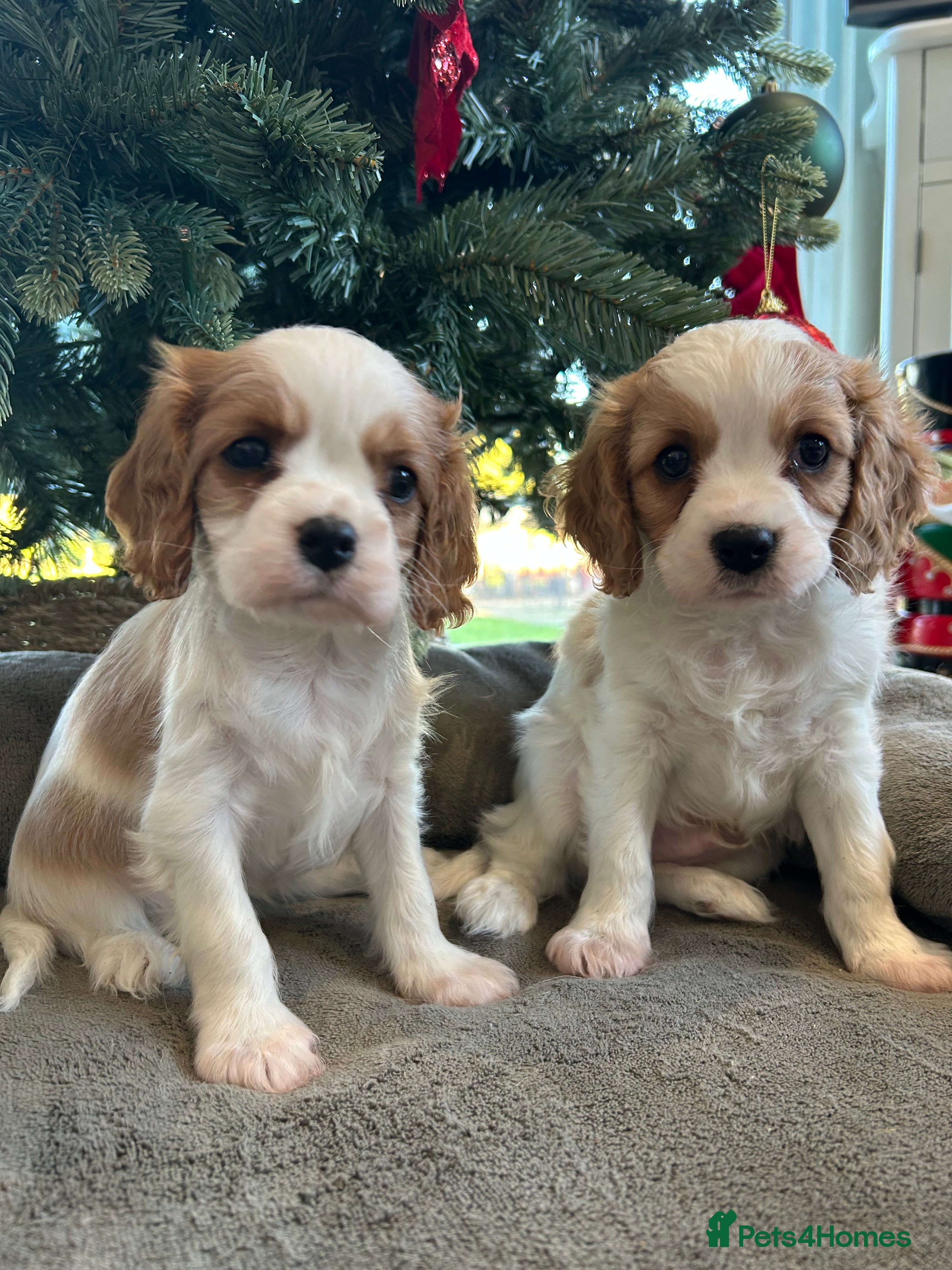 Cavalier King Charles Spaniel dogs Quality cavalier King Charles spaniel  - Advert 3